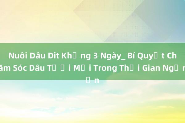 Nuôi Dâu Dit Khủng 3 Ngày_ Bí Quyết Chăm Sóc Dâu Tươi Mới Trong Thời Gian Ngắn