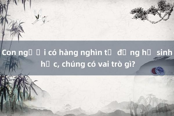 Con người có hàng nghìn tỉ đồng hồ sinh học, chúng có vai trò gì?